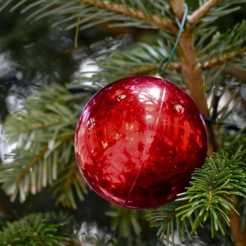 Tendenze: albero di Natale, di plastica o vero?