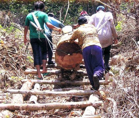 TimberLex dalla FAO un nuovo strumento contro i predatori di legname