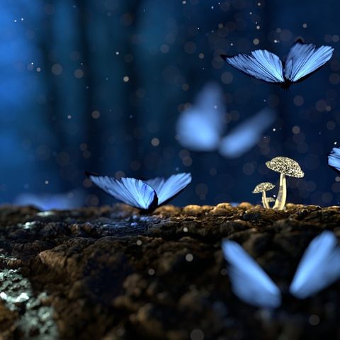 Il significato delle farfalle