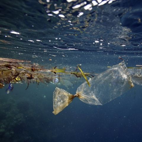 Endangered - La morte di plastica