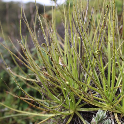 Drosophyllum lusitanicum, planta carnívora del Estrecho de Gibraltar | Ecología en La Frontera - 24/5/19