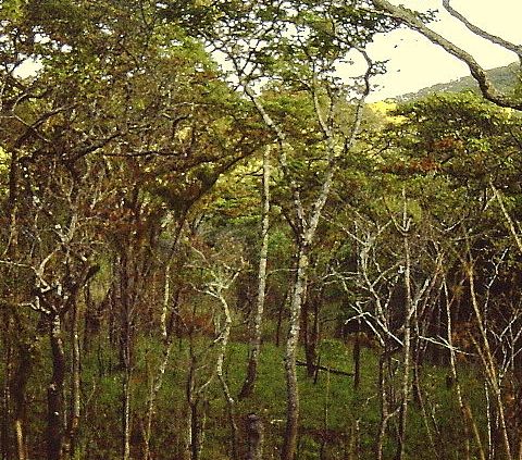 Le foreste del Mozambico conservano più carbonio del previsto