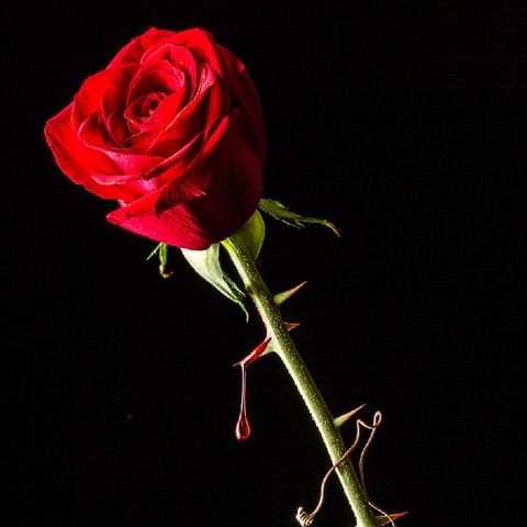 The Rose So Beautiful