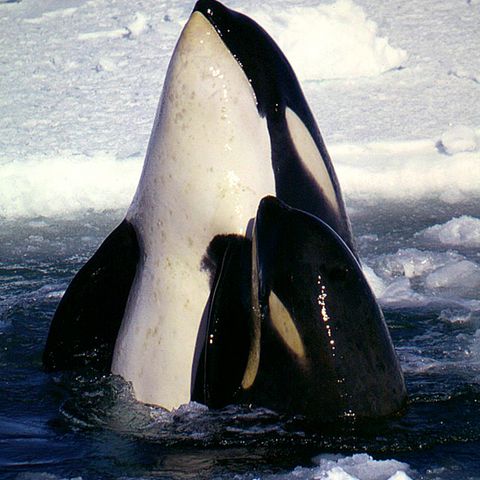 Killer Whales: The Fraud Behind the Name