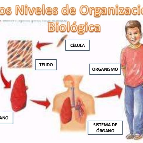 Unidad 2- Tejidos, órganos y sistemas de órganos.