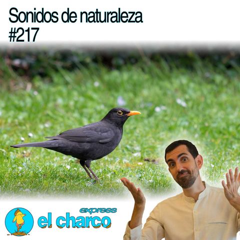 Sonidos de naturaleza #217