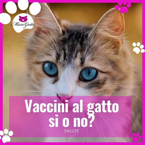 Vaccino per gatti, quando come e perché con la dott.ssa Beatrice Martinelli