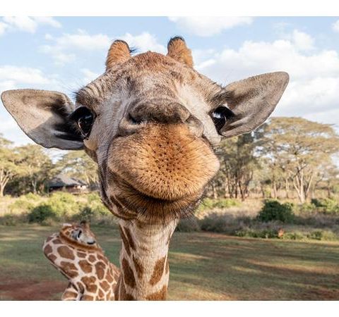 BJQ Radio-Faith's Animal Rescue Mission- The World of Giraffes