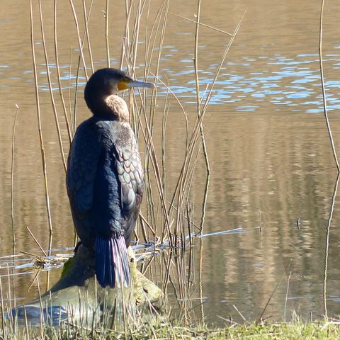 Earth Heart Presents