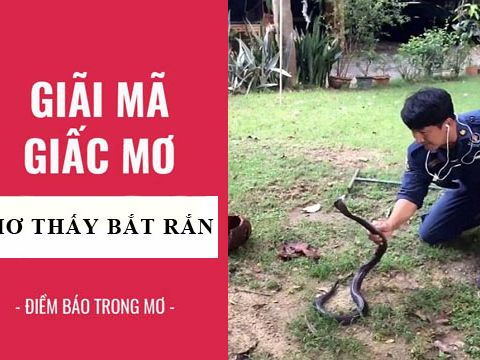 Mơ Thấy Bắt Được Rắn Đánh Con Gì - Giải Mã Chi Tiết Giấc Mơ Và Con Số May Mắn