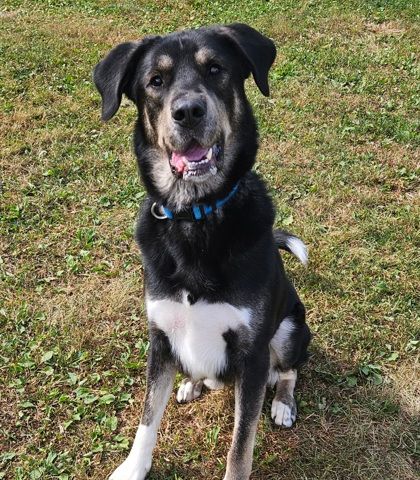 Floki the Shepard Mix