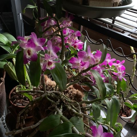 Episode 11 - Orchid Chat With Dr Connors