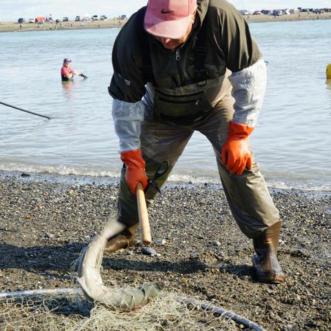 PubCast - Managing Many Nets - Fisheries Research 2020