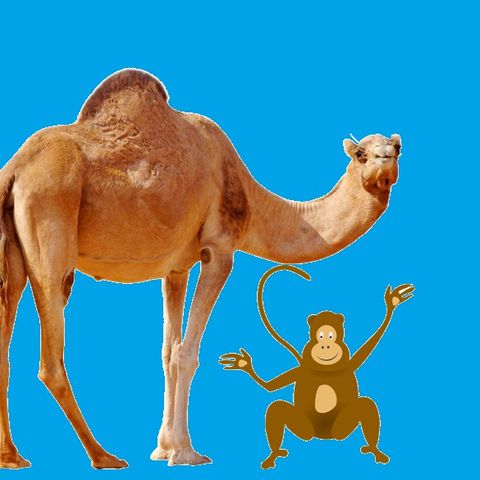 An Aesop's Fables - The Monkey and the Camel