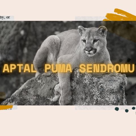 Realist Olan Hedefleri Çöpe Atma Durumu : Aptal Puma Sendromu