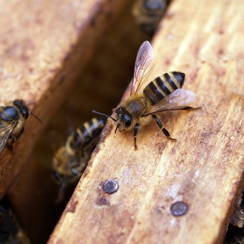 El secreto de las abejas