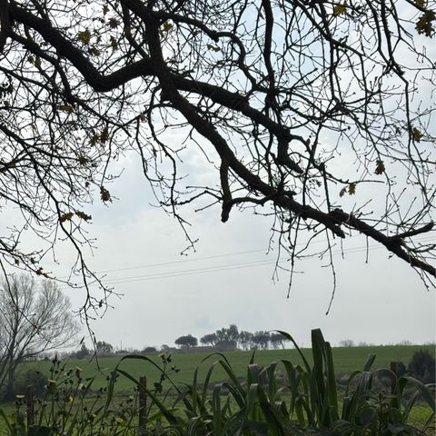 La filiazione