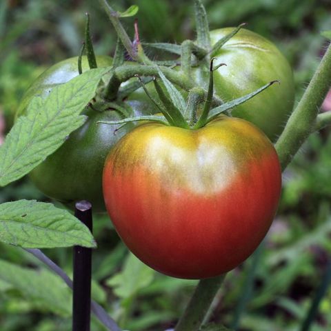 Tips for Top Tomatoes