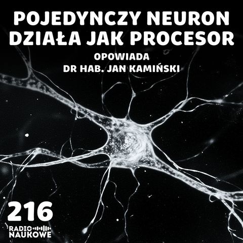 #216 Neurony i pamięć - nowe metody badań weryfikują dawne twierdzenia | dr hab. Jan Kamiński