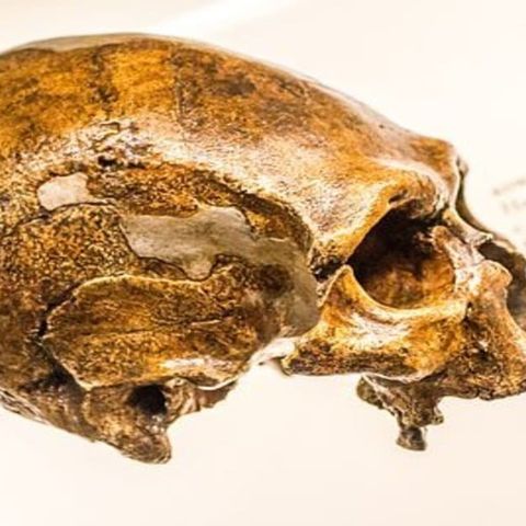 San Felice Circeo (Latina), ritrovati resti umani Neanderthal risalenti fino a 100.000 anni fa