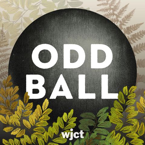 Odd Ball Trailer