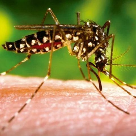 Prevenção contra a dengue deve ser reforçada neste segundo semestre