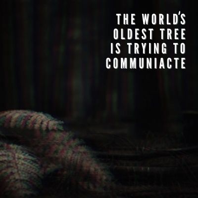 The World's Oldest Tree Is Trying To Communicate Ep. 4