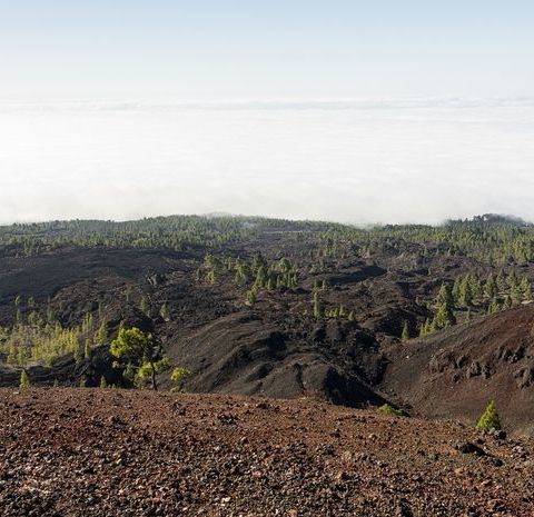 Ilmuwan Khawatir Hutan dan Lautan Hampir Tidak Menyerap CO2 Tahun Lalu