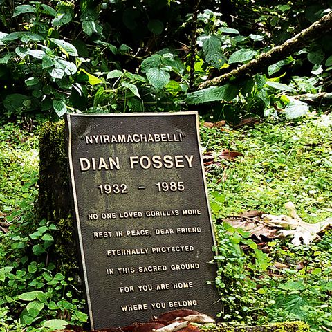 S5E1. Dian Fossey: Til kamp for bjerggorillaerne