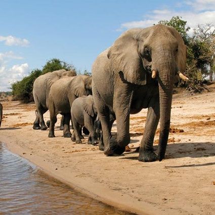 Informed Traveler SEG 3 (March 19/17) Botswana