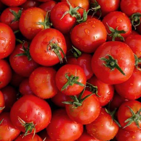 SE preocupada y decepcionada por la imposición de aranceles al tomate mexicano