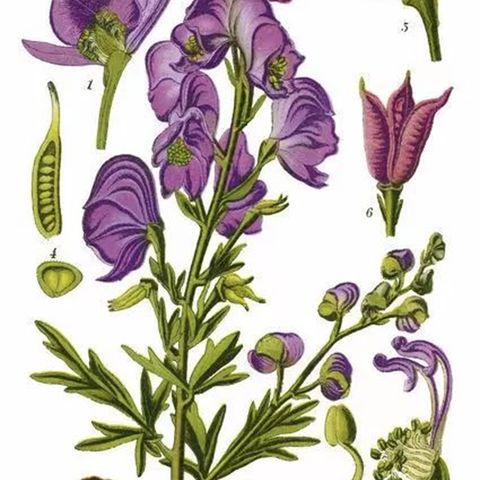 Show 303: Aconite