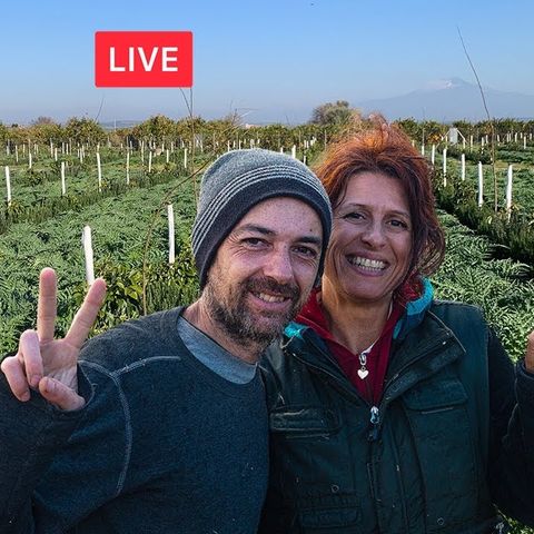 Coltivare avocado in Sicilia con l'agricoltura sintropica. Con Gennaro Cardone