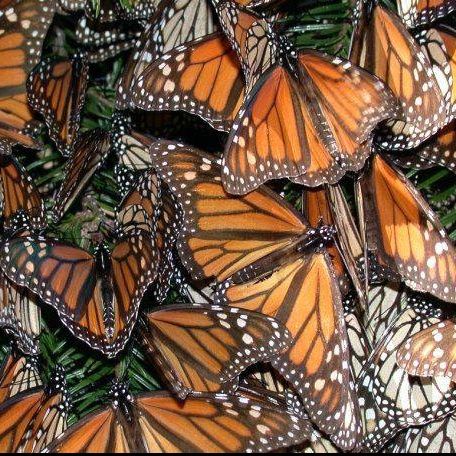 Chip Taylor, Monarch Butterflies