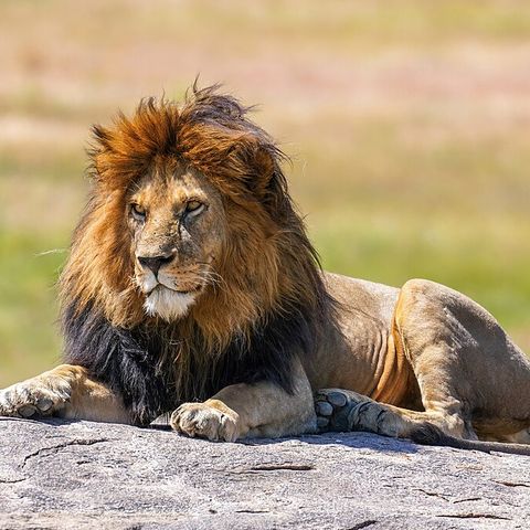 Lions!