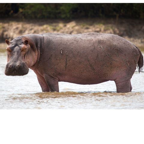 007.1 Hippos