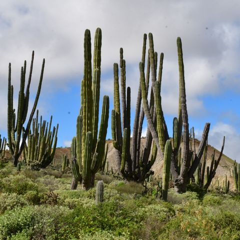 Baja  Buckwheats, Railroad Stories & Prosopidastrum