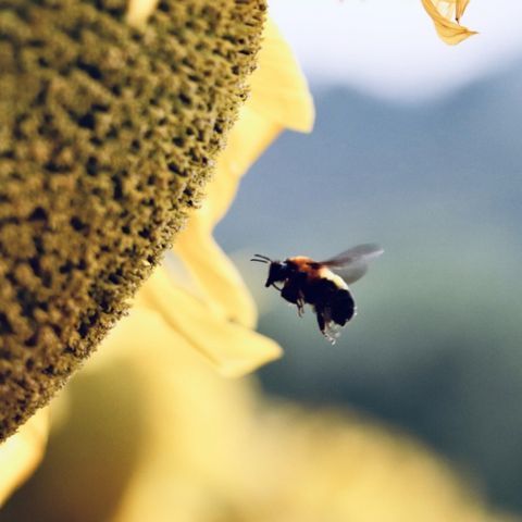 SOS api i pesticidi persistono nel polline
