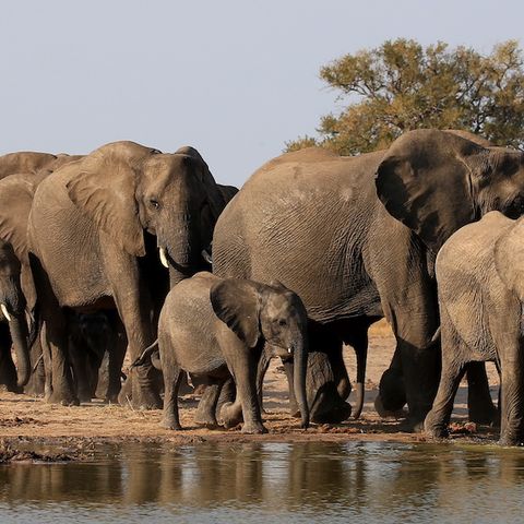 Indaba on Elephant Captivity - Ross Harvey