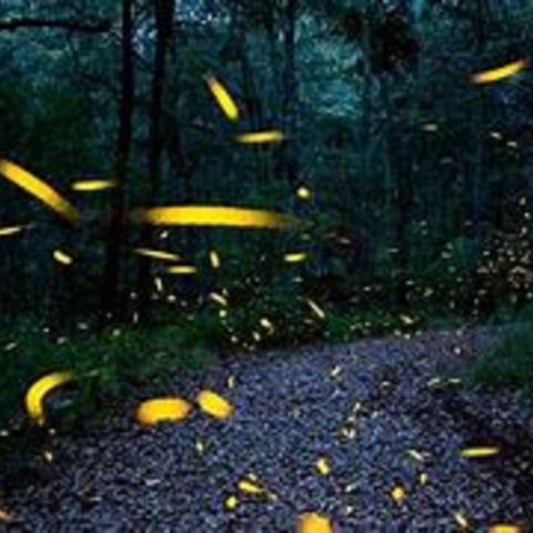 Fireflies...join us for prayer @year one/spreaker at 5am eastern on Saturday