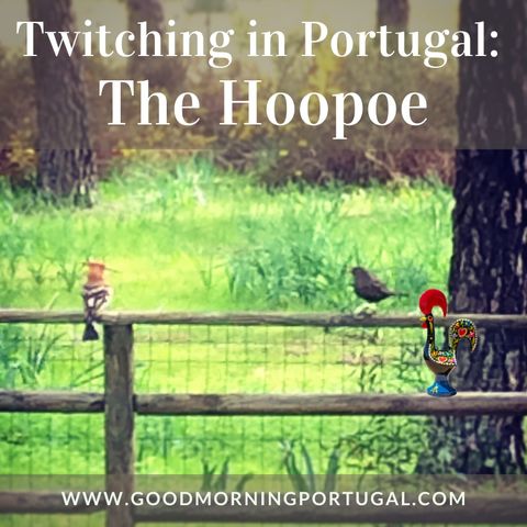 Portugal news, weather & today: twitching for hoopoes