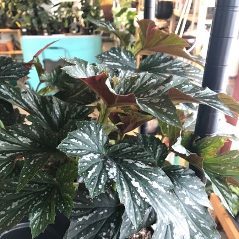 Episode 66 - Q&A: Begonias and Blister Variegation