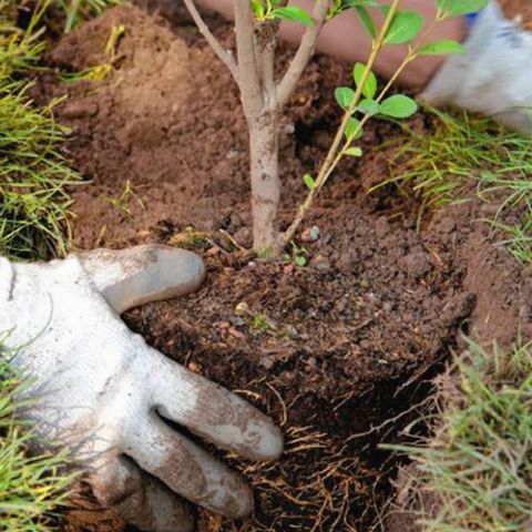 Autoridades capitalinas llaman a la ciudadanía a sembrar 10 millones de árboles