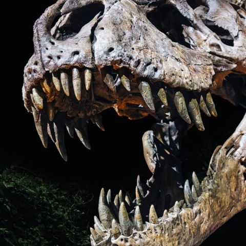Ilario de Biase: «A Padova ripercorriamo tutta la storia dei dinosauri»