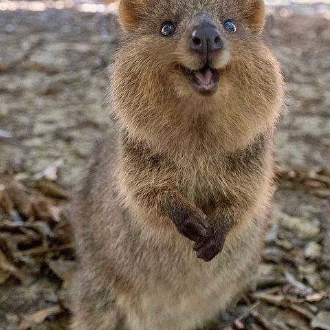 The Quirky Quandaries of Quantum Quokkas: Exploring the Strange Behavior of Australia's Smiling Marsupials