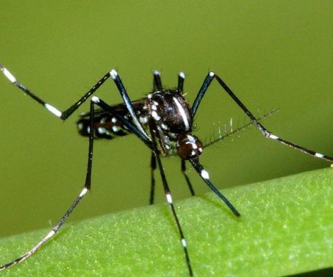 Regioni: contro Dengue bonifiche e prevenzione