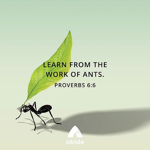 Look to the Ant