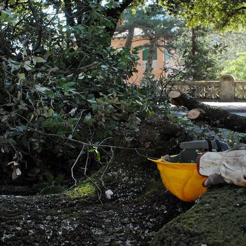 Comitato Alberi Venezia: "troppi abbattimenti senza nuovi esemplari"