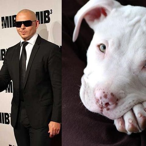 Pitbull: Mr World Wide or Cause For Concern