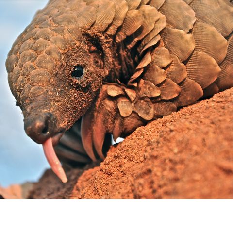 007.3 Ground Pangolin